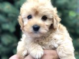 Toy Poodle Görselinde Muhteşem Brown Maltıpoo Yavrumuz