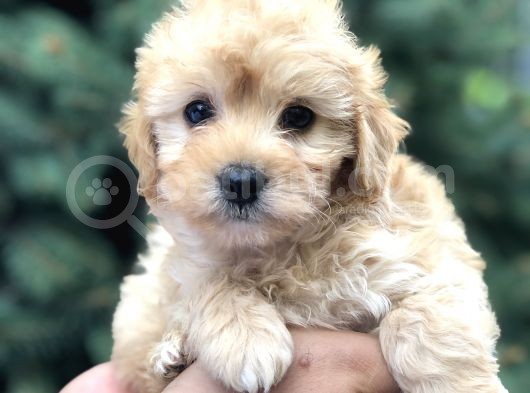 Toy Poodle Görselinde Muhteşem Brown Maltıpoo Yavrumuz görsel