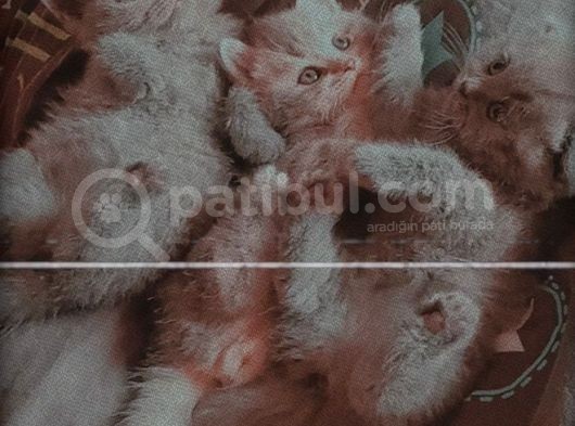 En Şekerleri̇ Bi̇zi̇mki̇ler görsel