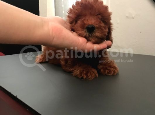2 Aylık Red Poodel görsel
