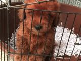 2 Aylık Red Poodel