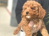 Toy Poodle Pasaportlu Garanti̇li̇ Yavrularımız
