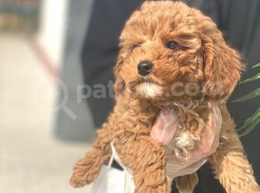 Toy Poodle Pasaportlu Garanti̇li̇ Yavrularımız