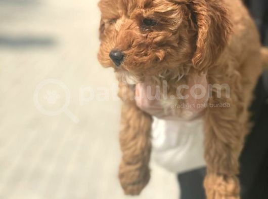Toy Poodle Pasaportlu Garanti̇li̇ Yavrularımız görsel