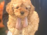 Süper Kalite Poodle Yavrularımız