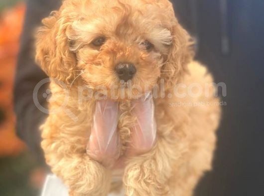 Irk Garanti̇li̇ Poodle Bebeklerimiz