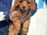 Süper Kalite Poodle Yavrularımız