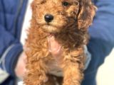 Toy Poodle Bebeklerimiz