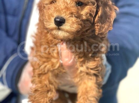 Toy Poodle Bebeklerimiz görsel