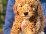 Irk Garanti̇li̇ Pasaportlu Poodle Bebeklerimiz