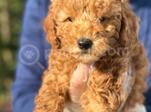 Irk Garanti̇li̇ Pasaportlu Poodle Bebeklerimiz