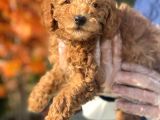 Toy Poodle Bebeklerimiz