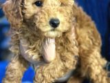 Irk Garanti̇li̇ Pasaportlu Poodle Bebeklerimiz