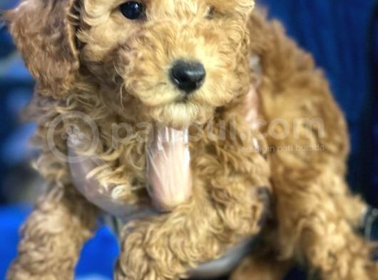 Irk Garanti̇li̇ Pasaportlu Poodle Bebeklerimiz görsel