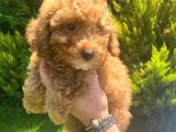 Irk Garanti̇li̇ Pasaportlu Poodle Yavrularımız
