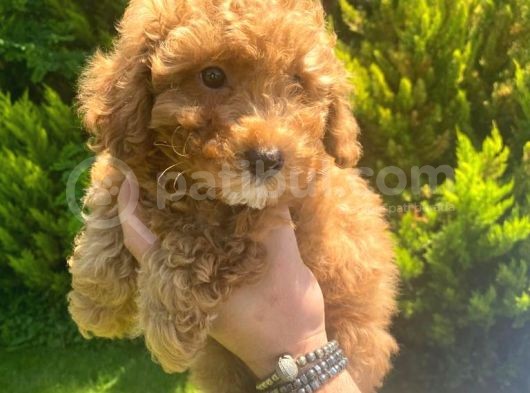 Irk Garanti̇li̇ Pasaportlu Poodle Yavrularımız görsel