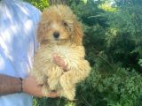 Irk Garanti̇li̇ Pasaportlu Poodle Yavrularımız