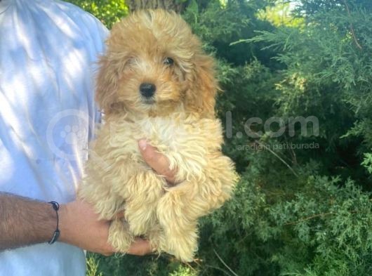 Irk Garanti̇li̇ Pasaportlu Poodle Yavrularımız