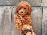 A Kali̇te Poodle Yavrularımız