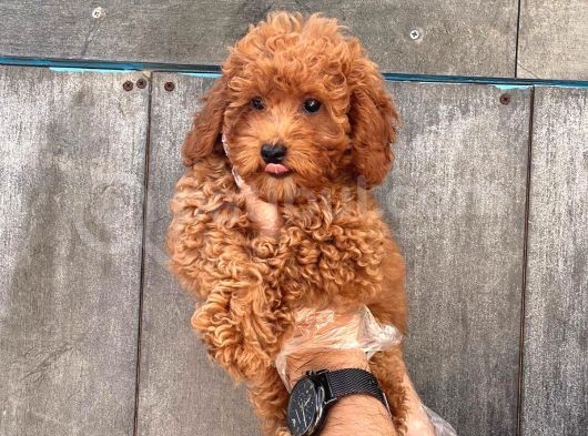 A Kali̇te Poodle Yavrularımız