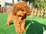Pasaportlu Poodle Bebeklerimiz