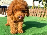 Sağlık Garantili 1.Sınıf Poodle Yavrularımız
