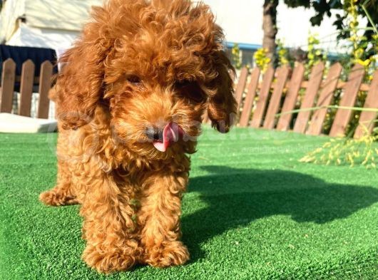 Sağlık Garantili 1.Sınıf Poodle Yavrularımız görsel