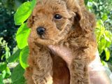 Sağlık Garantili 1.Sınıf Poodle Yavrularımız