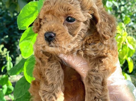 Sağlık Garantili 1.Sınıf Poodle Yavrularımız