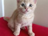British Shorthair Yavruları