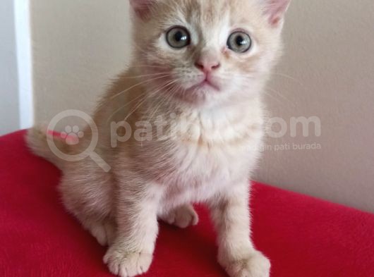 British Shorthair Yavruları görsel