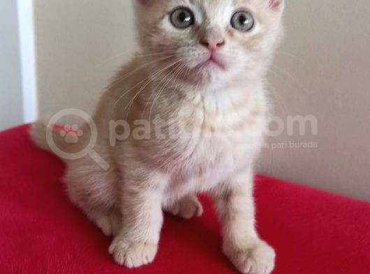 British Shorthair Yavruları görsel