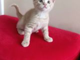 British Shorthair Yavruları