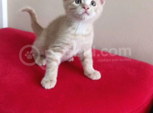 British Shorthair Yavruları görsel