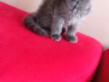 British Shorthair Yavruları