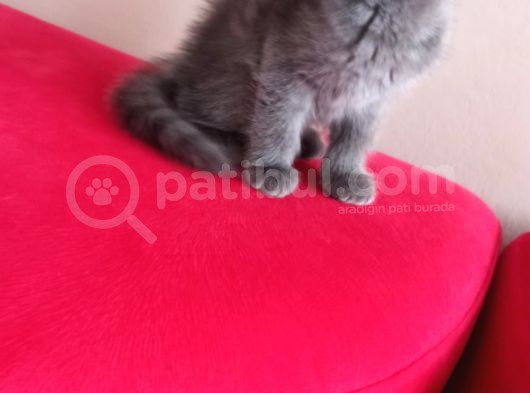 British Shorthair Yavruları görsel