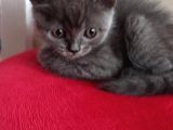 British Shorthair Yavruları