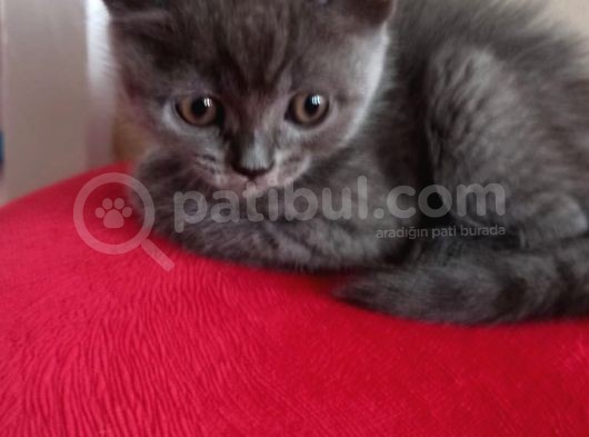British Shorthair Yavruları görsel