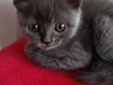 British Shorthair Yavruları