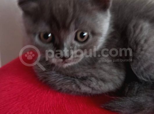 British Shorthair Yavruları görsel