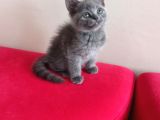British Shorthair Yavruları