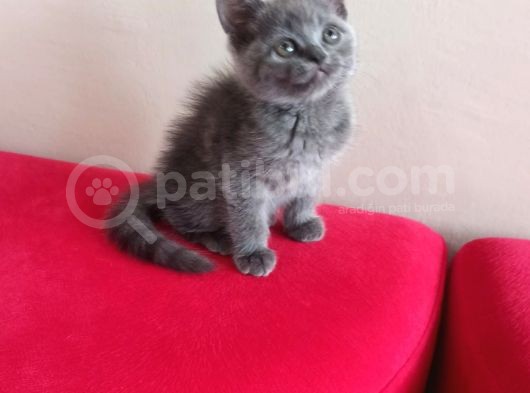 British Shorthair Yavruları görsel