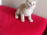 British Shorthair Yavruları