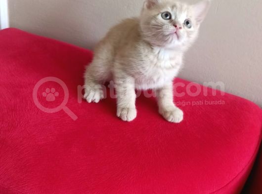 British Shorthair Yavruları görsel