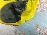 British Shorthair Yavruları