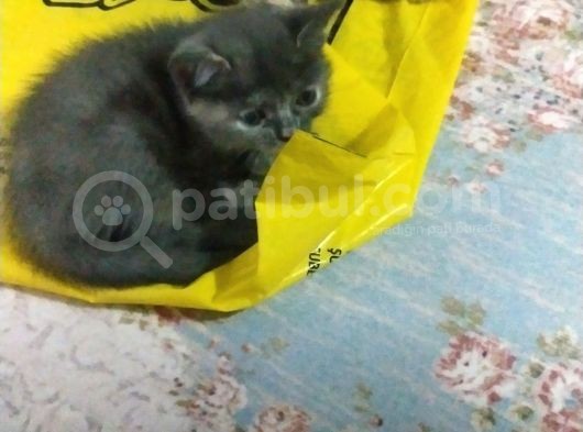 British Shorthair Yavruları görsel