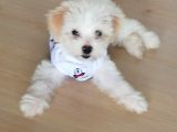 2.5 Aylık 0 Numara Maltipoo Yavrularımız