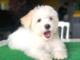 2.5 Aylık 0 Numara Maltipoo Yavrularımız