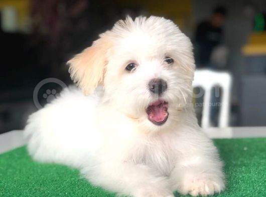 2.5 Aylık 0 Numara Maltipoo Yavrularımız görsel
