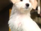 2.5 Aylık 0 Numara Maltipoo Yavrularımız